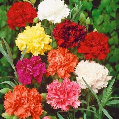 Picture of Carnation - Dwarf Fragrance